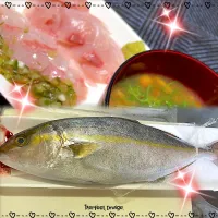 カンパチ捌く練習した！|さゆか617さん