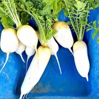 おでん大根|みーこさん