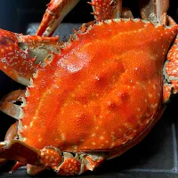 巨大　渡り蟹|みーさん