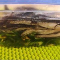 akkiyさんの料理 煮干しの甘酢漬け|m.rafuさん