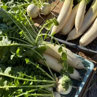 大根とカブ🫜|みゆぞうさん