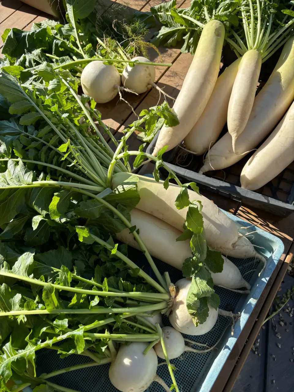 大根とカブ🫜|みゆぞうさん