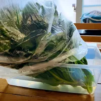 ほうれん草ハウス|ご飯はん♪さん