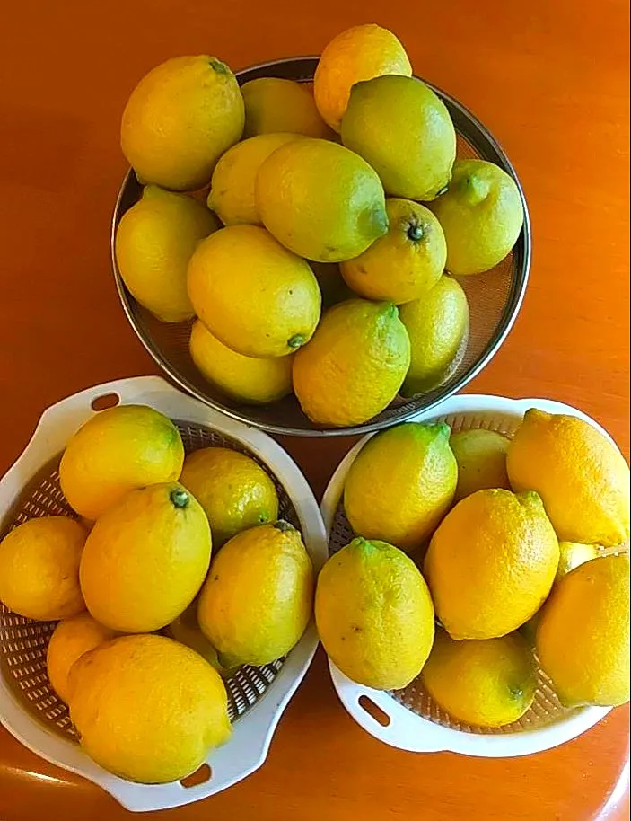 レモン🍋|chikakoさん