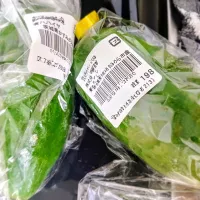 青パパイヤげーっと.+:｡ ヾ(◎´∀｀◎)ﾉ ｡:+.✨|ぽんすけさん