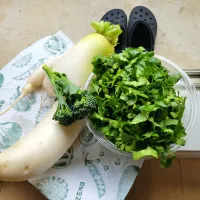 畑トモダチ🧑‍🤝‍🧑　大根収穫してきました|みるくここあさん