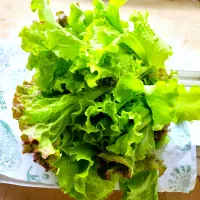 朝採れレタス　畑🧑‍🤝‍🧑トモダチ|みるくここあさん