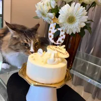 誕生日ケーキ🎂（人間用）|にゃあ（芸名）さん