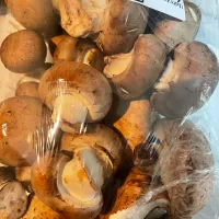 マッシュルーム🍄|にゃふてん⛩️さん