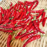 今年収穫した赤唐辛子こうなってこうなってこうなった😊今年も1年ありがとうございました✨️|naoさん