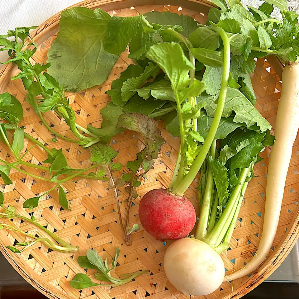 春の七草　京都府産|mokoさん