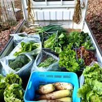 1日の収穫|ファンメイ🌺さん