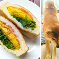 ポケットサンド トースト〜春キャベツのオムレツ（と癒し部隊）|chiaraさん