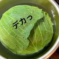 どデカいキャベツ|きみちさん