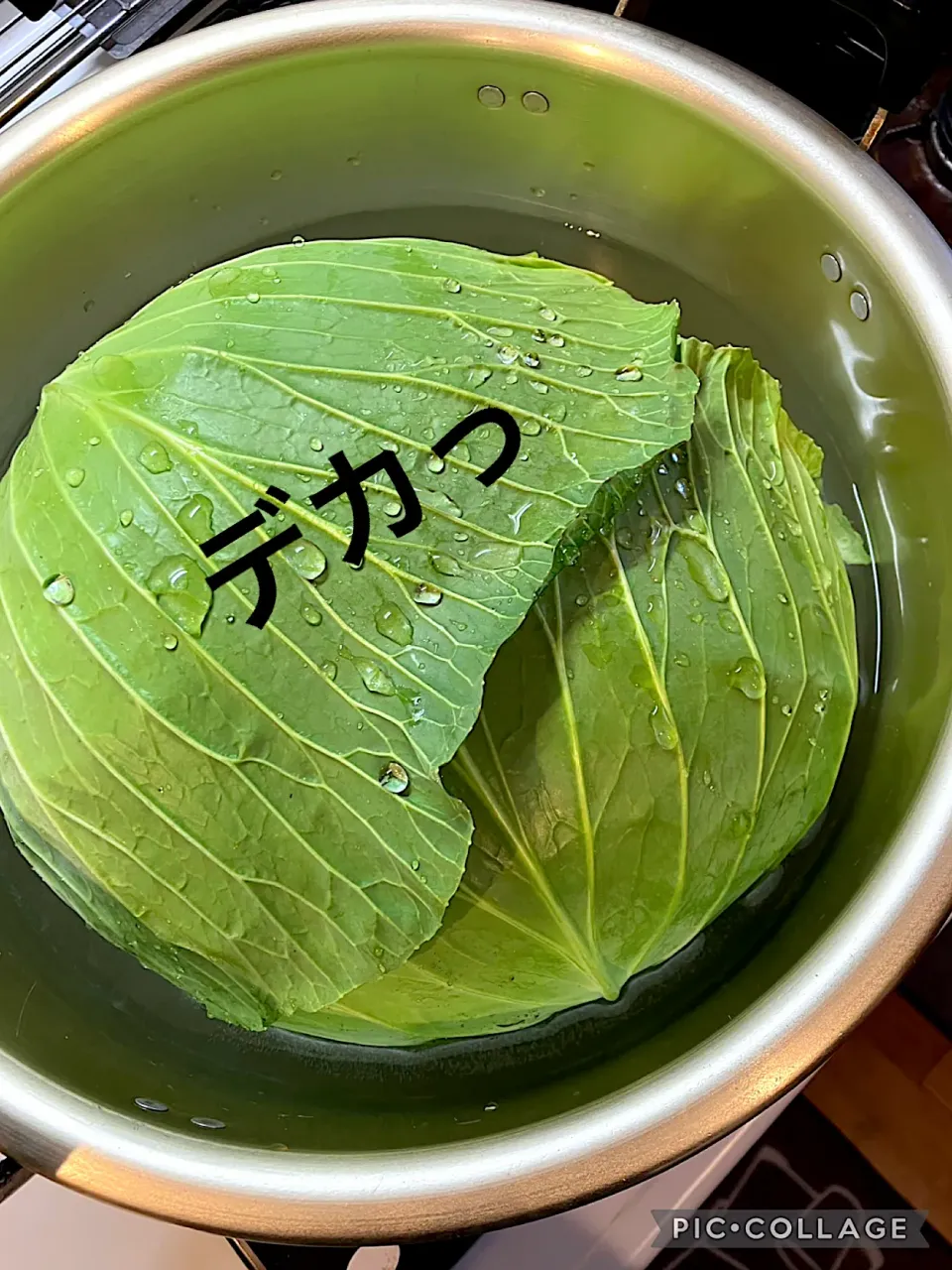 どデカいキャベツ|きみちさん