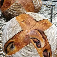 2026/01/15 🌰栗渋皮煮パン|Blueberry🫐さん