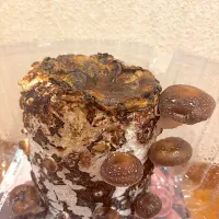 |ラムネキ🫧さん