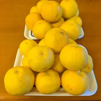 グレープフルーツ＆文旦|chikakoさん