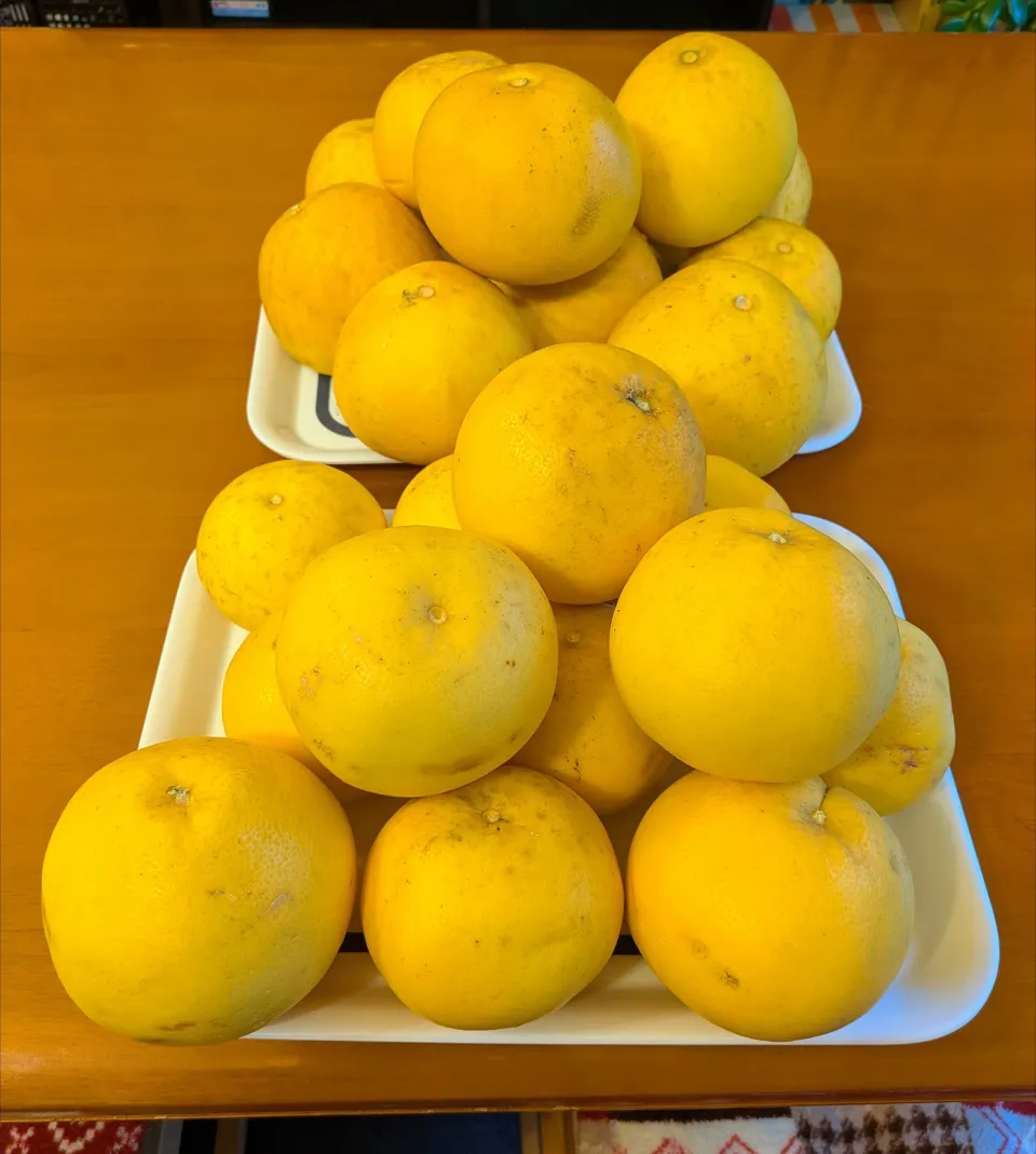 グレープフルーツ＆文旦|chikakoさん