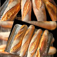 🇫🇷Baguettes (today's production)🇫🇷