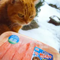 やっと雪がやみました😽能登応援の七尾市のカニカマ美味しい🦀| さくらんぼさん
