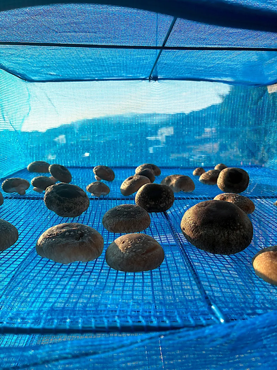 干し椎茸|kyonmiさん