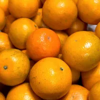 タンカン|ともえ☆さん