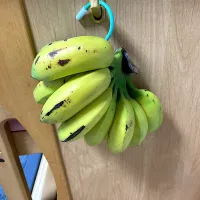 島バナナ1ヶ月で昨日やっと少し黄色っぽくなってきた…🤔| さくたえさん