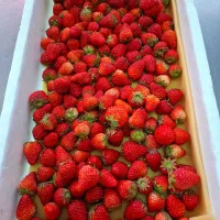 🍓ジャム用いちご🍓|ゆきさんさん