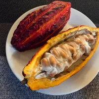 カカオの実|Tomoさん