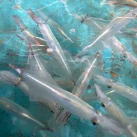 ⑤2月19日・［呼子のイカ🦑コース😊✨］・イケスで泳いでたイカ❣️笑