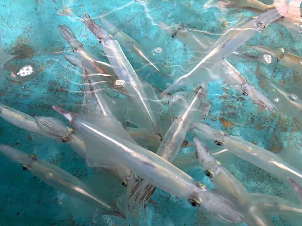 ⑤2月19日・［呼子のイカ🦑コース😊✨］・イケスで泳いでたイカ❣️笑|山勝さん