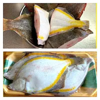 砂ガレイ|Daikiさん