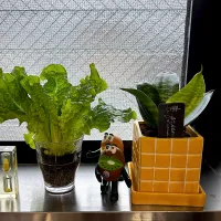 サンチュ🥬を再生|かっちゃん杉さん