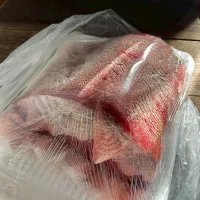 和歌山近海生クロマグロ|タマ三郎さん