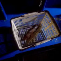 ヤリイカ|タマ三郎さん