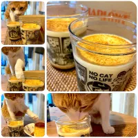 猫の日プリン🍮| アイさん