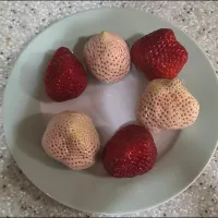 いちご食べ比べ|アクちゃんさん