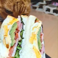 あわら市パンの穂さんのサンドウィッチ|さくらんぼさん