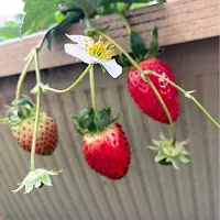 苺　初収穫| ちいこさん