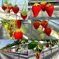 苺🍓|るみおんさん