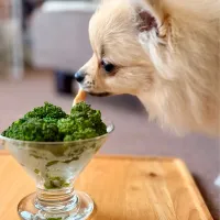 父の採れたてブロッコリー🥦| kaeさん