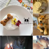 2歳になりました🐕|yucca@さん