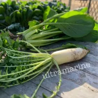 ＊畑の大きな大きな小松菜！と葉まで美味しい大根＊|ultramarineさん