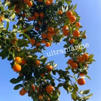 ＊ひな祭り🎎のたちばな（橘）＊| ultramarineさん