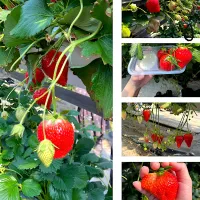 🍓いちご狩り🍓