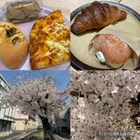 休日ランチはパン商店MASにて。碑文谷の桜を眺めながら散歩を。美味しくいただきました。|sniper66さん