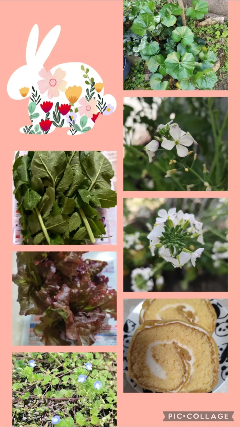 父作の大根葉、サニーレタス、裏庭の大根の花他頂き物ロールケーキ|m.rafuさん