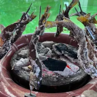 イワナの塩焼き|さあママさん