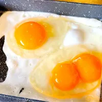 2026/04/06 双子卵を初めて見た！|Blueberry🫐さん